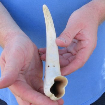 10" Ivory Tusk from African Warthog 