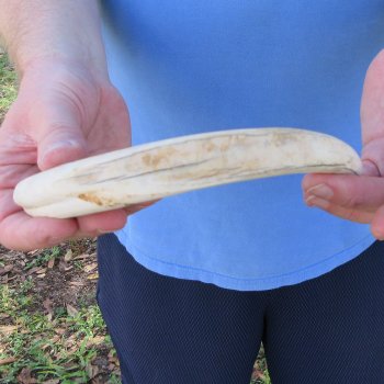 10" Ivory Tusk from African Warthog 