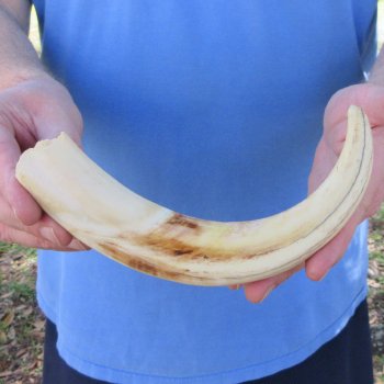 10" Ivory Tusk from African Warthog 