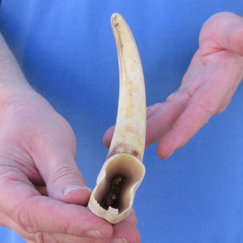 10" Ivory Tusk from African Warthog 