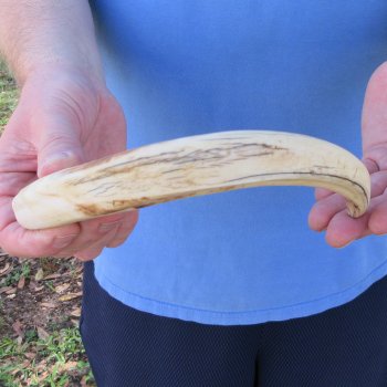 10" Ivory Tusk from African Warthog 