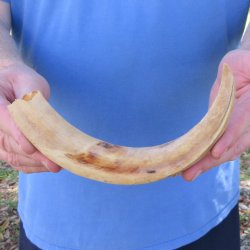 10" Ivory Tusk from African Warthog 