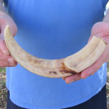 10" Ivory Tusk from African Warthog 