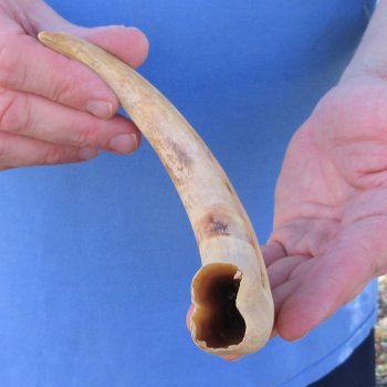 10" Ivory Tusk from African Warthog 