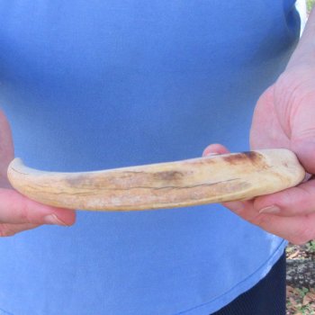 10" Ivory Tusk from African Warthog 