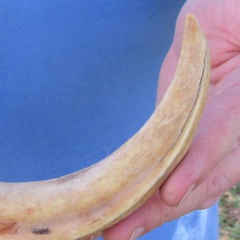 10" Ivory Tusk from African Warthog 