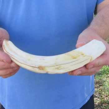 10" Ivory Tusk from African Warthog 