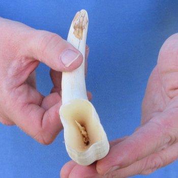 10" Ivory Tusk from African Warthog 