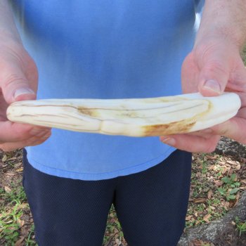 10" Ivory Tusk from African Warthog 