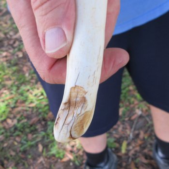 10" Ivory Tusk from African Warthog 