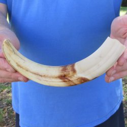 10" Ivory Tusk from African Warthog 