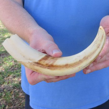 10" Ivory Tusk from African Warthog 