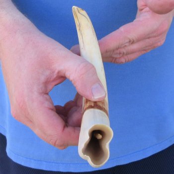 10" Ivory Tusk from African Warthog 