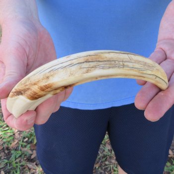 10" Ivory Tusk from African Warthog 