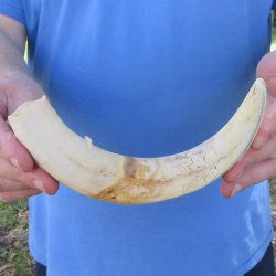 10" Ivory Tusk from African Warthog 