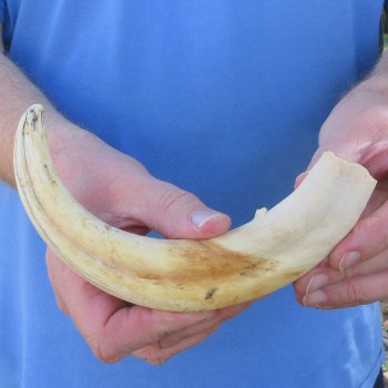 10" Ivory Tusk from African Warthog 