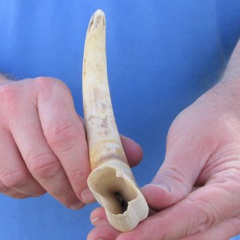 10" Ivory Tusk from African Warthog 