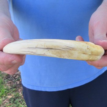 10" Ivory Tusk from African Warthog 