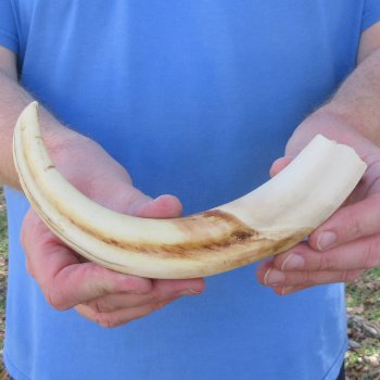 10" Ivory Tusk from African Warthog 