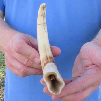 10" Ivory Tusk from African Warthog 