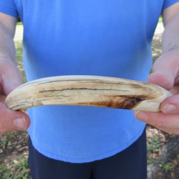 10" Ivory Tusk from African Warthog 