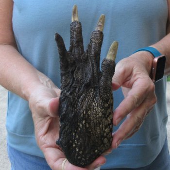 Preserved Alligator Foot 8 inches 