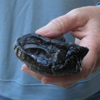 Preserved Alligator Foot 8 inches 