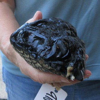 Preserved Alligator Foot 8-3/4 inches 