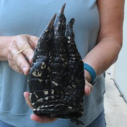 Preserved Alligator...