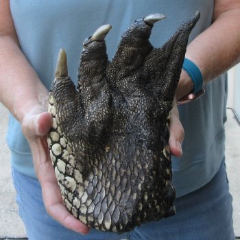 Preserved Alligator Foot 8-1/4 inches 