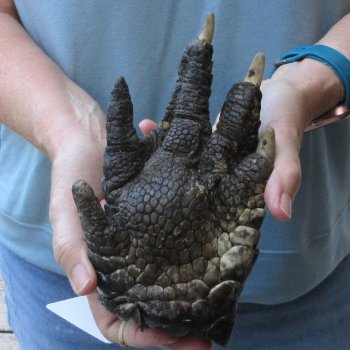 Preserved Alligator Foot 8 inches 