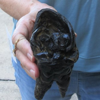 Preserved Alligator Foot 8 inches 