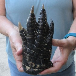 Preserved Alligator...