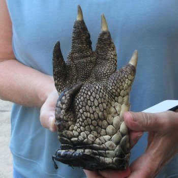 Preserved Alligator Foot 7-1/4 inches 