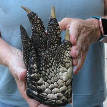 Preserved Alligator Foot 7-1/4 inches 