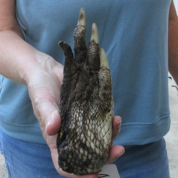 Preserved Alligator Foot 7 inches 