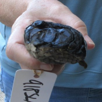 Preserved Alligator Foot 7 inches 