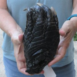 Preserved Alligator...