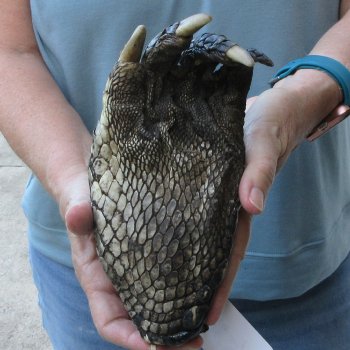 Preserved Alligator Foot 8 inches 