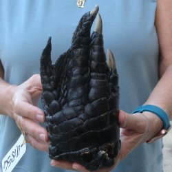 Preserved Alligator...