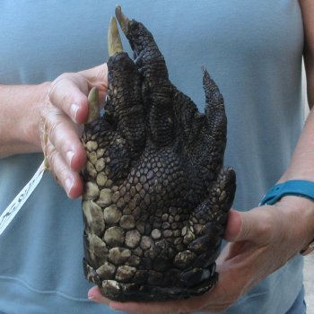 Preserved Alligator Foot 8-1/4 inches 