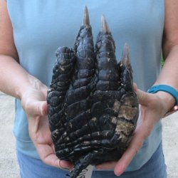 Preserved Alligator Foot 9-3/4 inches 