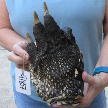 Preserved Alligator Foot 9-3/4 inches 