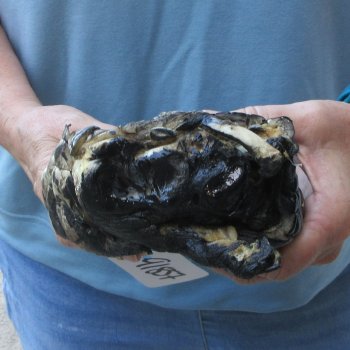 Preserved Alligator Foot 9-3/4 inches 