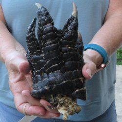 Preserved Alligator Foot 7 inches 