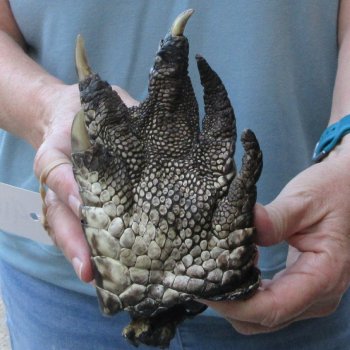 Preserved Alligator Foot 7 inches 
