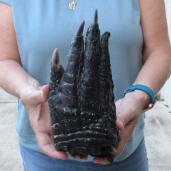 Preserved Alligator Foot 9-3/4 inches 