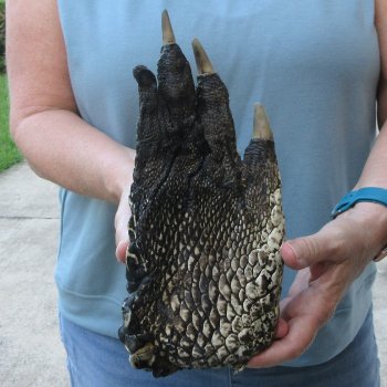 Preserved Alligator Foot 9-3/4 inches 