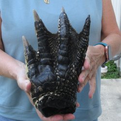 Preserved Alligator Foot 9-3/4 inches 