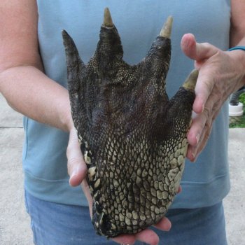 Preserved Alligator Foot 9-3/4 inches 
